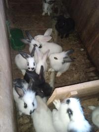 حيوانات-المزرعة-ارانب-lapin-تيبازة-الجزائر
