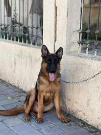 chien-male-berger-allemand-6-mois-pedigre-baraki-alger-algerie