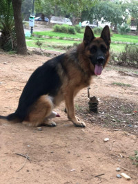 chien-male-berger-allemand-incline-bien-dressage-tres-bon-caractere-baraki-alger-algerie