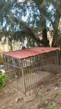 autre-cage-pour-chien-bouzareah-alger-algerie