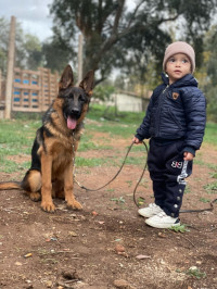 chien-male-berger-allemand-5-mois-pedigre-baraki-alger-algerie