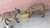 chien-chiots-malinois-akbou-bejaia-algerie