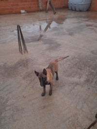 chien-chiot-malinois-akbou-bejaia-algerie