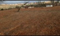 أرض-بيع-تلمسان-السواحلية-الجزائر