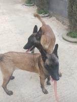 chien-couple-malinois-charbonne-tigzirt-tizi-ouzou-algerie