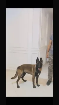 Malinois mâle 
