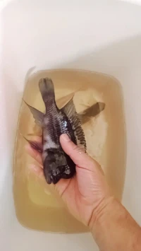 Des grands piece de poisson