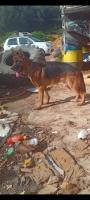 chien-berger-allemand-baba-hassen-alger-algerie