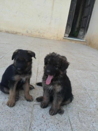 Berger allemand 