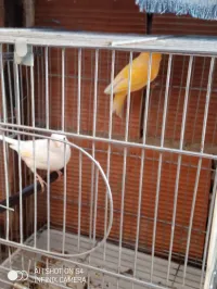 Canari