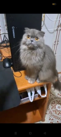 Scottish fold long hair femelle 