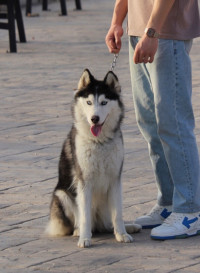 chien-femelle-husky-pure-race-13-mois-constantine-algerie