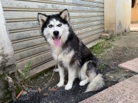 كلب-husky-يطافن-تيزي-وزو-الجزائر