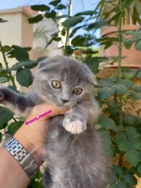Scottish fold 