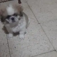 Chiot Pekinois blanc