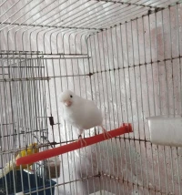 Canaris recessif intensif