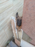 chien-femelle-malinois-2mois-boufarik-blida-algerie