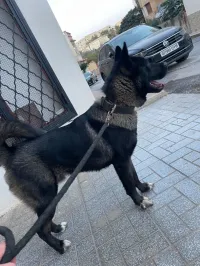 Akita Américain  