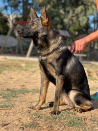 chien-femelle-berger-allemand-ligne-de-travail-baraki-alger-algerie