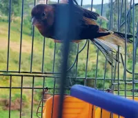 Canaris Isabel 