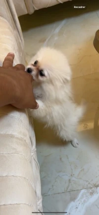 spitz pomeranian