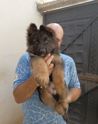 dog-berger-allemand-dar-el-beida-alger-algeria