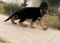 chien-chiot-berger-allemand-pedigree-dar-el-beida-alger-algerie