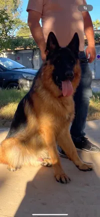 Berger allemand pedigree 