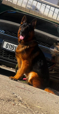 chien-berger-allemand-pedigree-dar-el-beida-alger-algerie