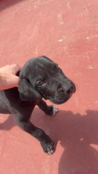 كلب-un-chiot-dog-allemand-الجزائر-وسط