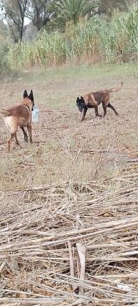 كلب-donnation-deux-chiots-malinois-de-8-mois-vaccines-en-tres-bonne-sante-alger-دالي-ابراهيم-الجزائر