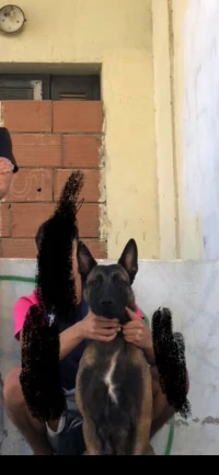Femelle malinois enceinte m3mra pure race 
