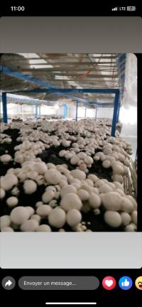 مسلزمات-زراعية-location-chambre-froide-culture-champignons-عين-بنيان-الجزائر