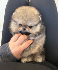 كلب-male-pomeranien-disponible-بئر-توتة-الجزائر