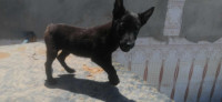 chien-malinois-bleu-mexicain-le-mal-et-la-femelle-rouge-birkhadem-alger-algerie