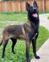 chien-malinois-charboni-meftah-blida-algerie