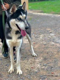 Husky hasky هاسكي ماشاء الله ذكر