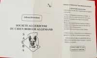 Chien berger allemand 
