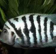  poisson d'aquarium disponible avec quantitè