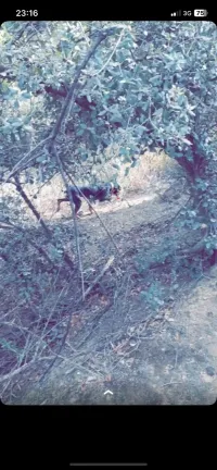 Chien à vendre 