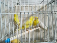 Jaune intenssif porteur blanc recessif wajedine