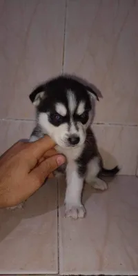 Chiots hasky à vendre 