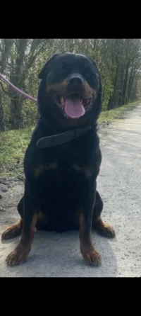 ROTTWEILER 