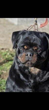 كلب-rottweiler-تيزي-وزو-الجزائر