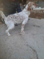 chien-de-chasse-setter-anglais-pure-race-bejaia-algerie