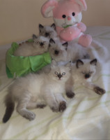 chat-chatons-himalayens-kouba-alger-algerie