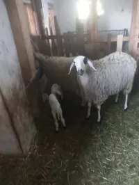 Brebie de race sardi. نعاج من نوع  صردي
