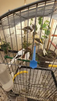 Canari 