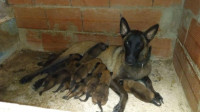 chien-chiots-malinois-birtouta-alger-algerie