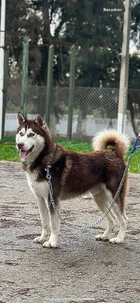Husky original
